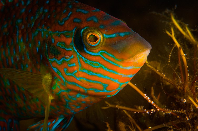 Symphodus melops